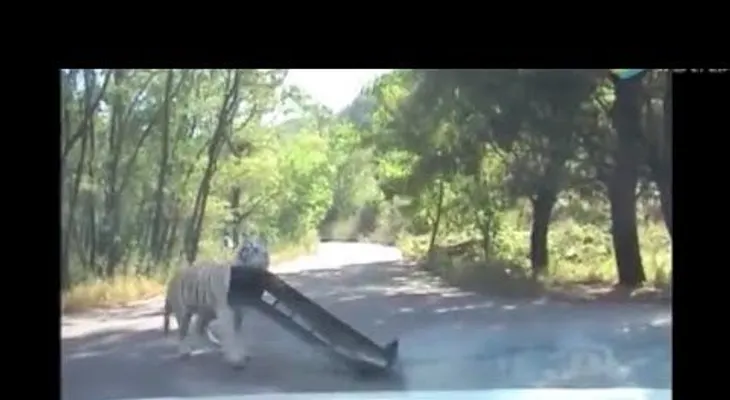 Un tigre arranca parte de un auto en una reserva de vida salvaje