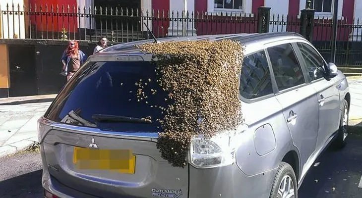 Una abeja reina quedó atrapada en un auto y 20.000 abejas lo persiguen por 2 días