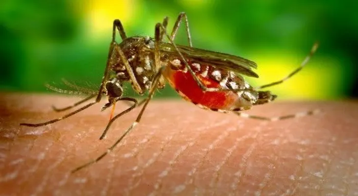 Desarrollan vacuna contra el dengue reduce incidencia de la enfermedad en niños y adolescentes