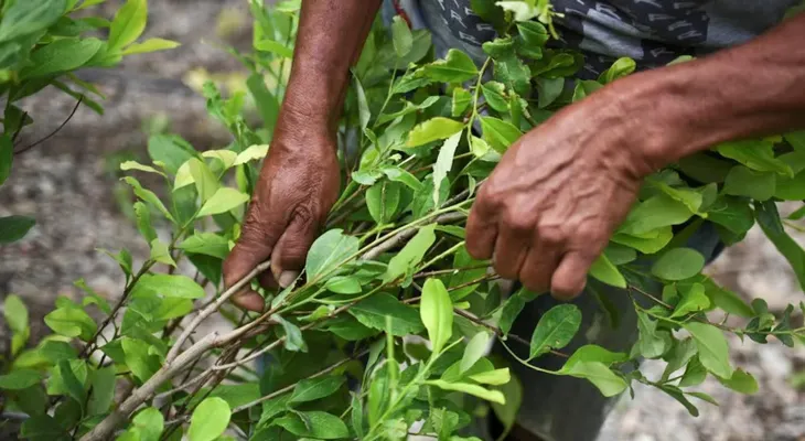 Colombia llega a niveles de récord en cultivos de coca y producción de cocaína, según informe de EE.UU.