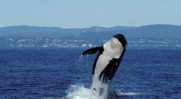 Muere la orca más vieja del mundo a los 105 años