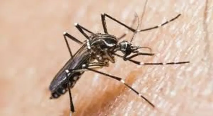 Epidemiólogo UCE advierte sobre plaga mosquito por lluvias