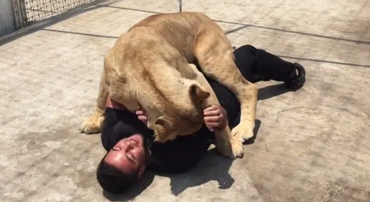 Una leona arroja al suelo un hombre y? lo abraza