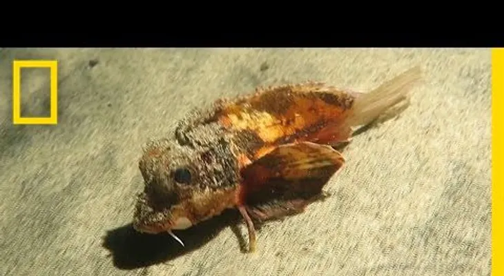 Un pez con pata desconcierta a los científicos (VIDEO)