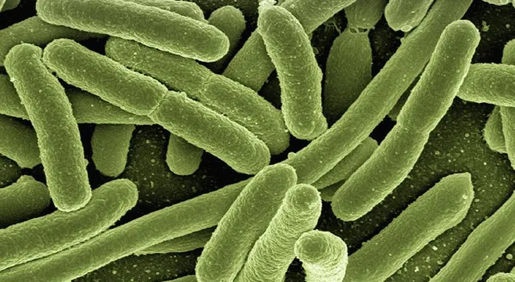 Hallan un supermicrobio que puede acabar con los antibióticos ¿Por qué deberíamos tenerle miedo?