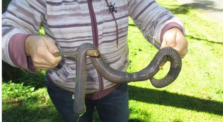 Una lombriz gigante en Australia causa estupor en las redes