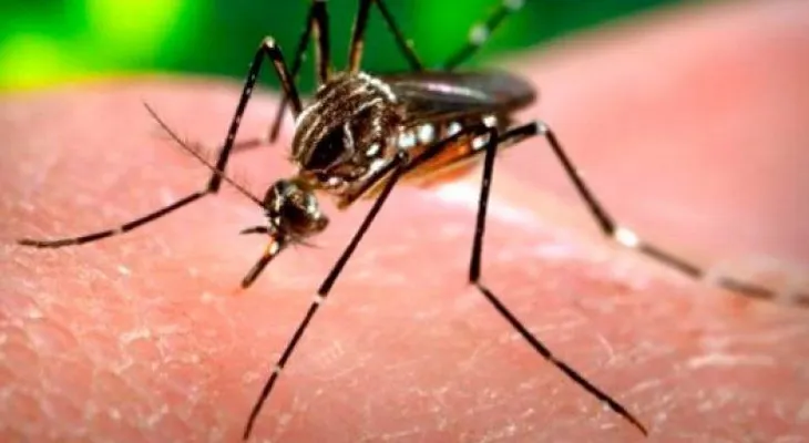 40 casos sospechosos de virus Zika en Nueva Esparta