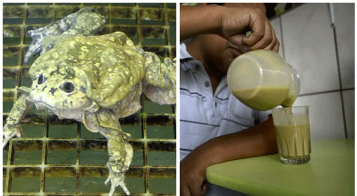El famoso batido de ranas que combate la anemia, diabetes, colesterol, bronquitis y otras enfermedades.