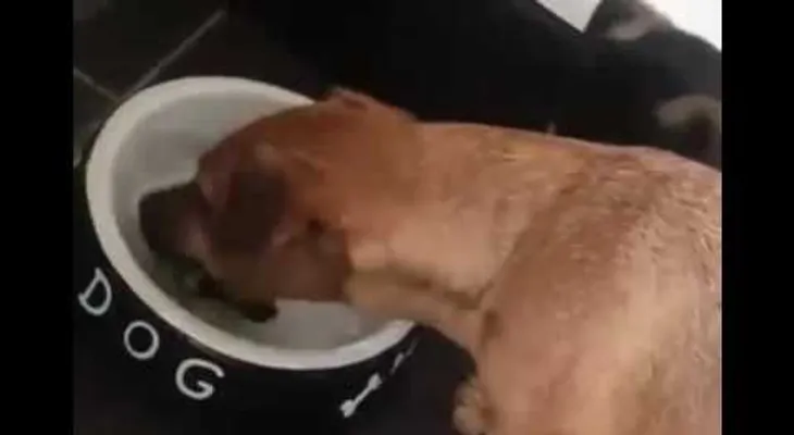 Un perro quiere comerse un hueso? pintado en su plato