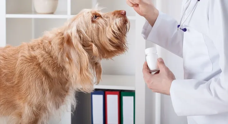 Consejos para cuidar de la higiene y salud de tu perro