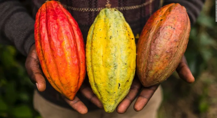 El secreto del cacao gourmet de Honduras