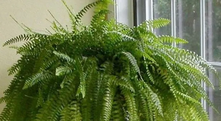 5 Plantas que te ayudarán a dormir mejor