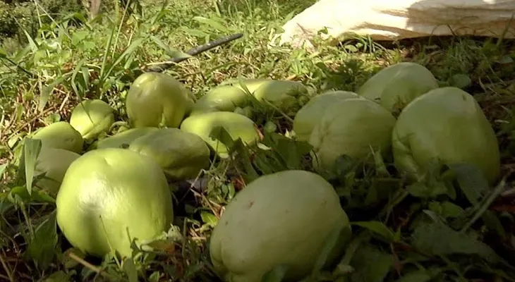 La tayota, una fruta subestimada pero con muchos beneficios
