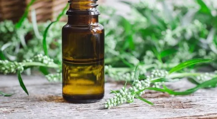 Usos medicinales de la artemisa