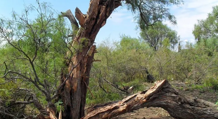Muere niño tras caerle un árbol encima mientras jugaba con otros menores