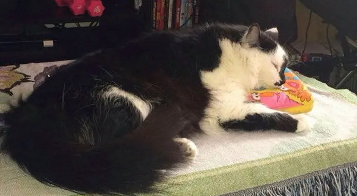 Un gato ?secuestra? a una familia en Portland, EE.UU.