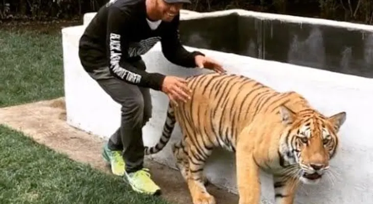 Lewis Hamilton asusta a un tigre