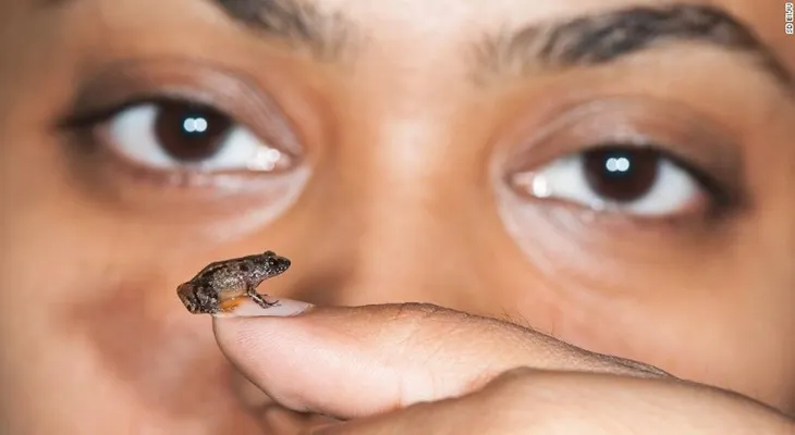 Descubren nuevas ranas miniaturas en la India que caben en una moneda