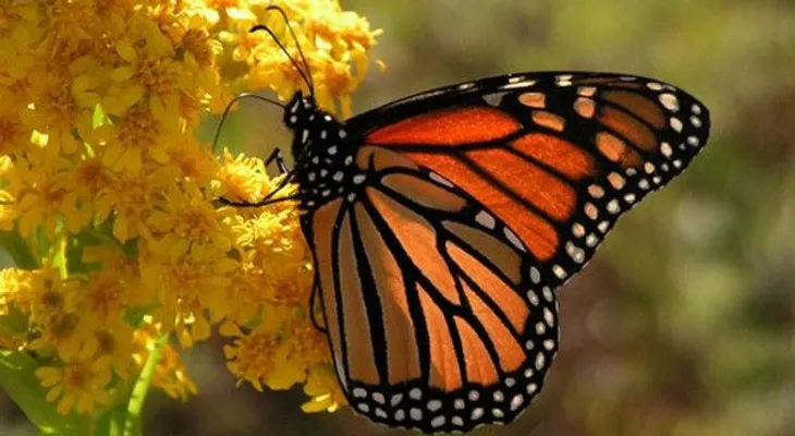Las flores y las mariposas no aparecen a la vez debido al cambio climático