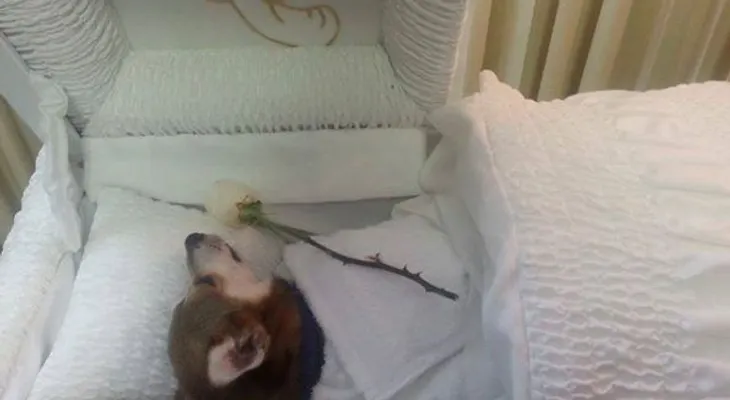 Dueño funeraria que veló a su perro podría enfrentar multa de 5.000 dólares