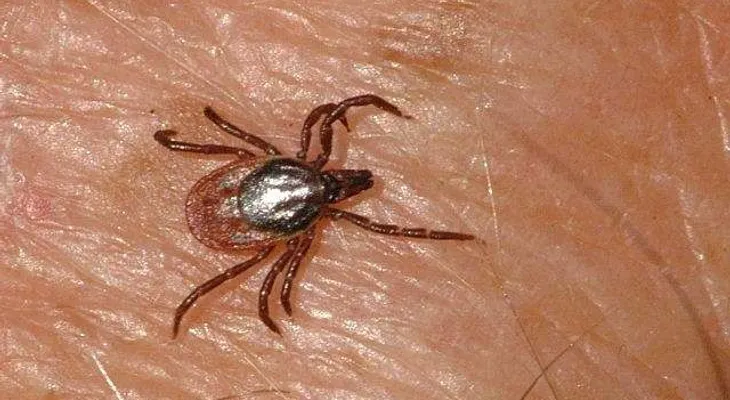 Confirman en España dos primeros casos de Fiebre Hemorrágica Crimea Congo