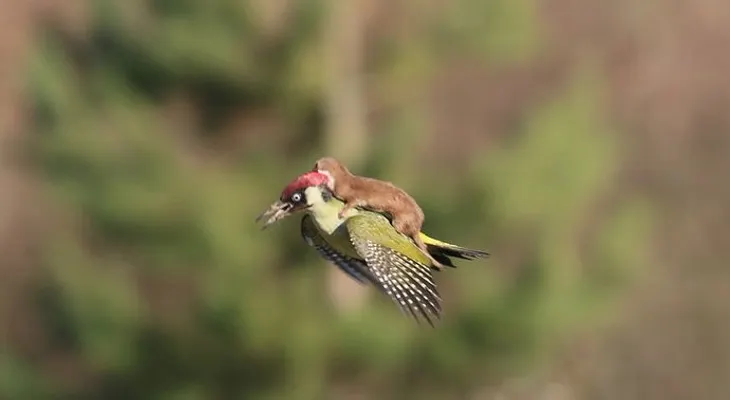 Impresionante imagen: Una pequeña comadreja con un pájaro carpintero 