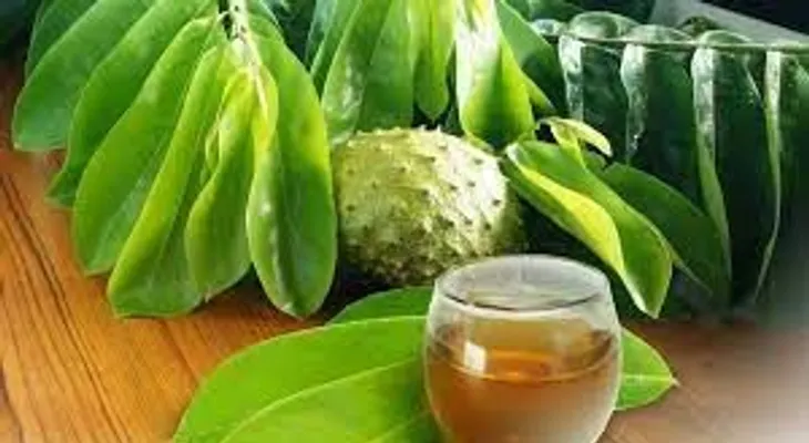Potencia tu Inmunidad con el poder del té de hojas de guanábana
