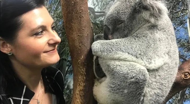 Científicos australianos mapean con éxito el genoma del koala, que ayudaría a tratar enfermedades