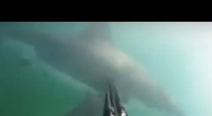 Un buzo graba cómo es atacado por un tiburón blanco