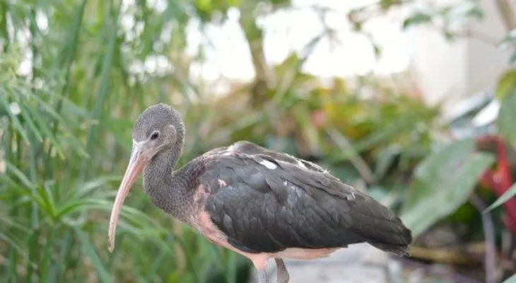 RD tiene plan estratégico para resguardar biodiversidad en áreas protegidas