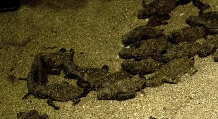 Reportan 1er nacimiento tortuga de este año en playa de RD