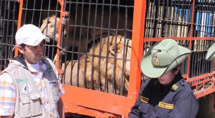 Ponen en cautiverio a tres leones porque se comieron a tres aldeanos