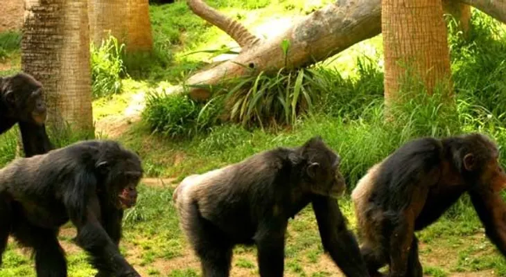 La hernia de disco, una herencia directa de los chimpancés