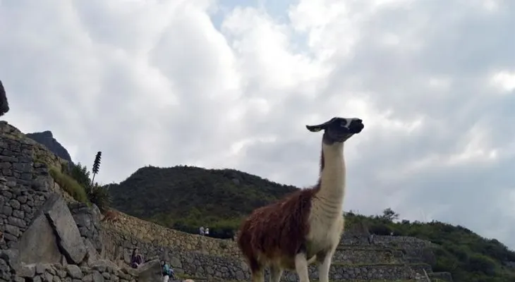 La llama, una esperanza contra el COVID-19 y la inseguridad alimentaria