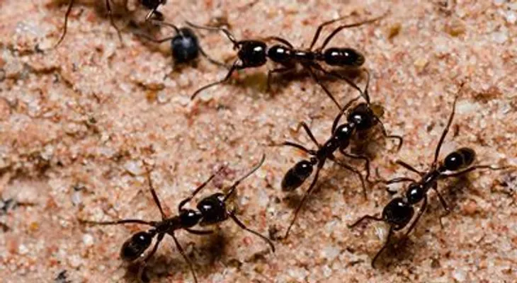 Anota estos sabios consejos para alejar insectos de su hogar
