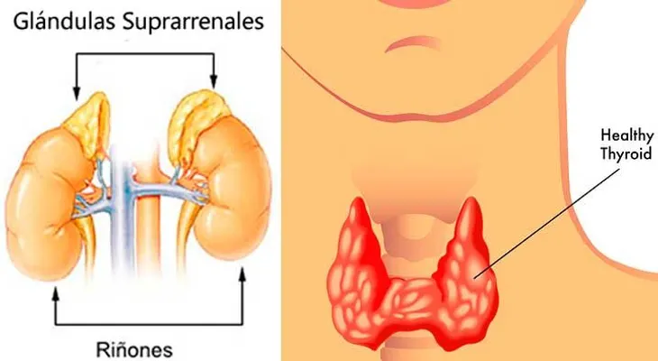 No espere a saberlo tarde sobre tus glándulas tiroides 