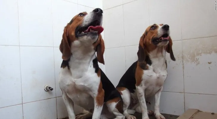 Perros genéticamente manipulados: ¿podrían curar la enfermedad de Parkinson?