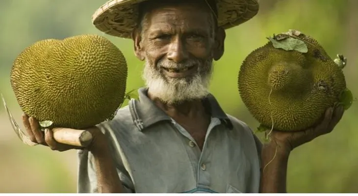 La Jaca o Panapén es la fruta que salvaría a millones de personas del hambre en el MUNDO