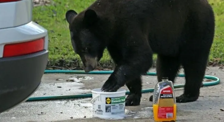 Oso ataca hombre frente a motel antes de iniciar temporada de cacería en Florida