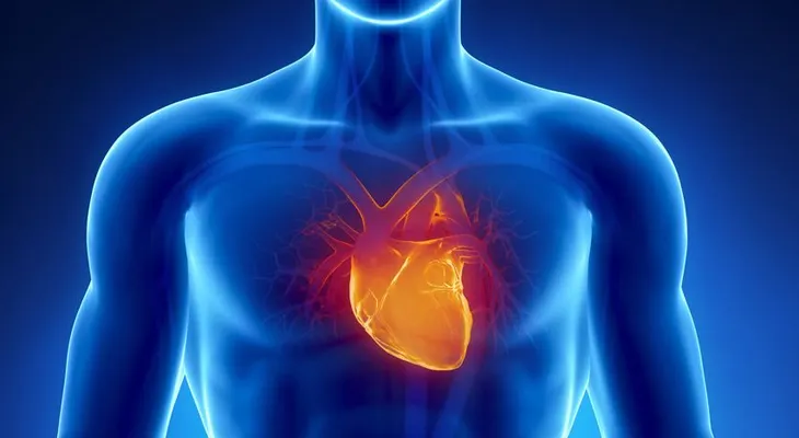  Un tipo de hongo intestinal, útil como biomarcador de riesgo cardiovascular 
