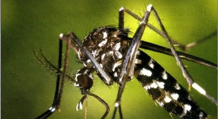 Video: prevención de la chikungunya en cualquier parte del mundo