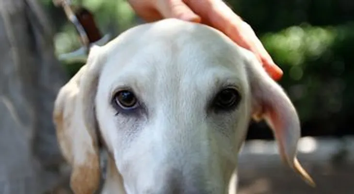 Perros huelen cáncer de los ovarios