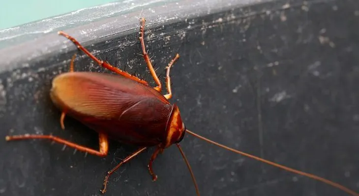 Cómo ahuyentar las cucarachas sin tener que matarlas