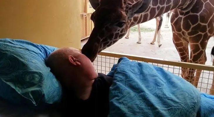 Jirafa da un beso de «despedida» al cuidador, con cáncer terminal 