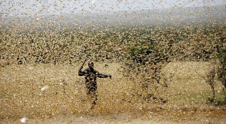 África se enfrenta a un "triple desastre": el covid-19, inundaciones y una plaga de langostas