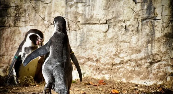 Pareja de pingüinos gay se convierten en padres de recién nacido