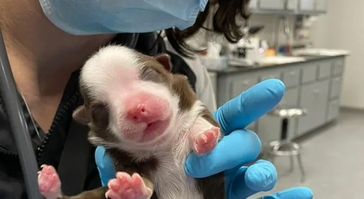 Insólito: nace perrita con seis patas y dos colas