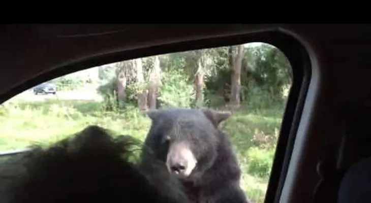 El aterrador momento en que un oso salvaje abre la puerta de tu coche