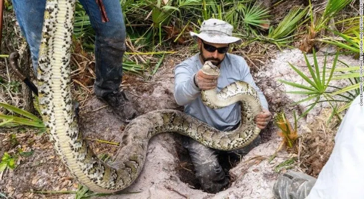 Florida busca cazadores profesionales de serpientes para exterminar a las invasoras de los Everglades
