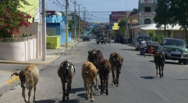 Comunitarios piden a Alcaldía Barahona donar carne de vacas deambulan en calles 